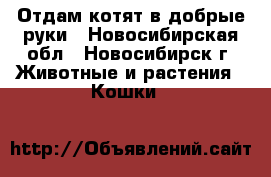 Отдам котят в добрые руки - Новосибирская обл., Новосибирск г. Животные и растения » Кошки   